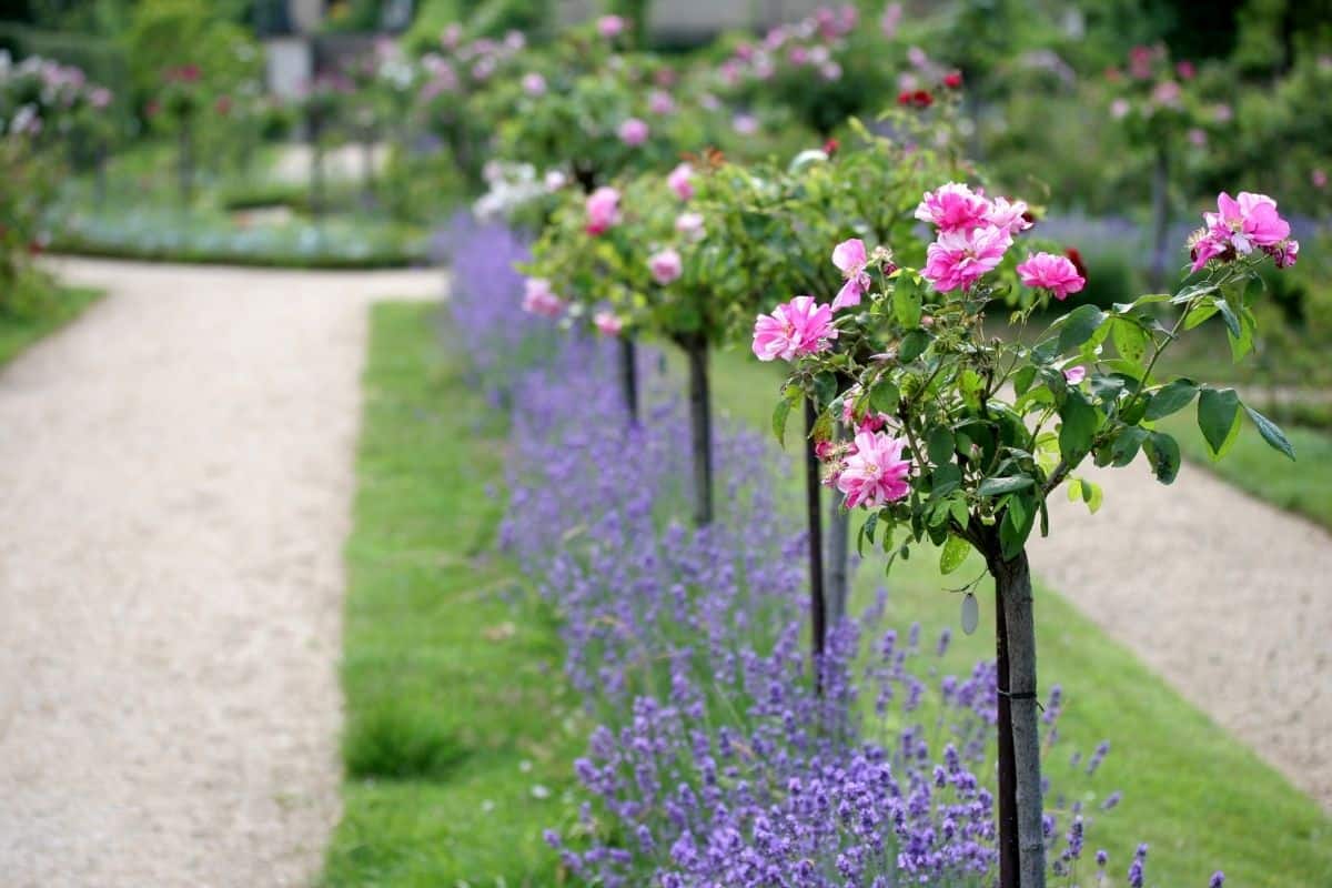 lavender combined with pink rose trees lining a pathway