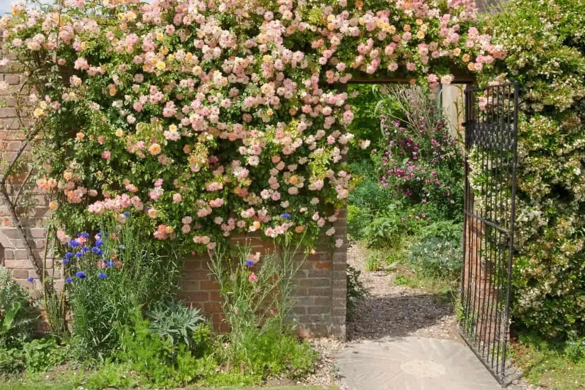 pink roses cascading over a wall