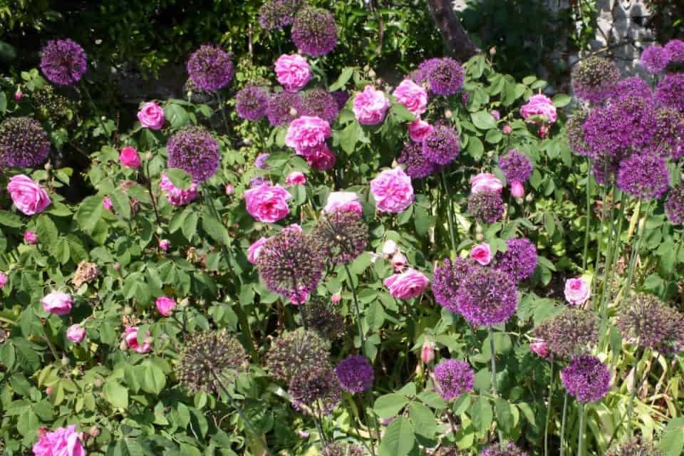 11 Best Companion Plants For Roses