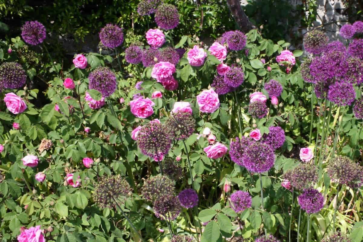 roses and alliums planted together