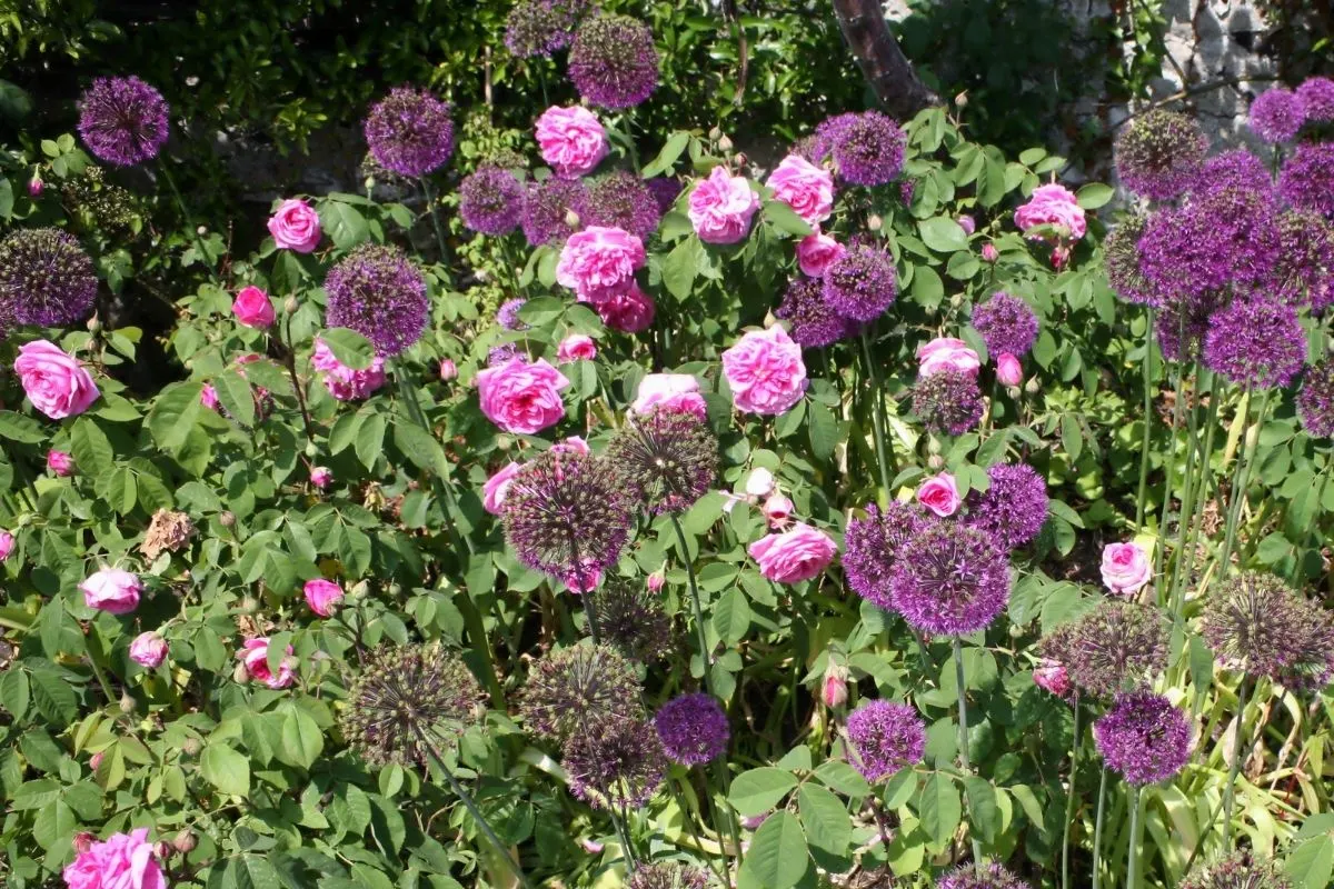 Image of Alliums climbing roses