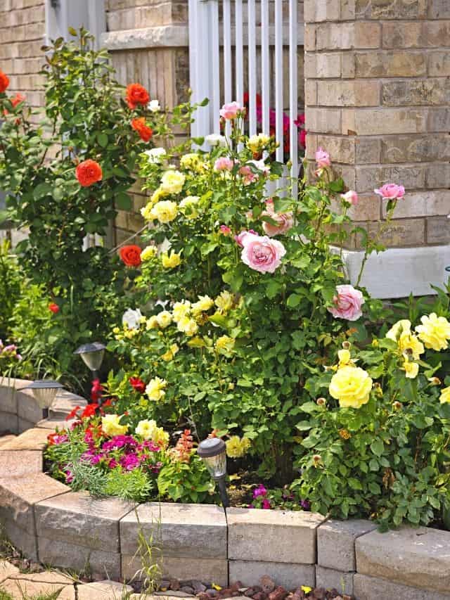 rose flower bed by the corner of the house