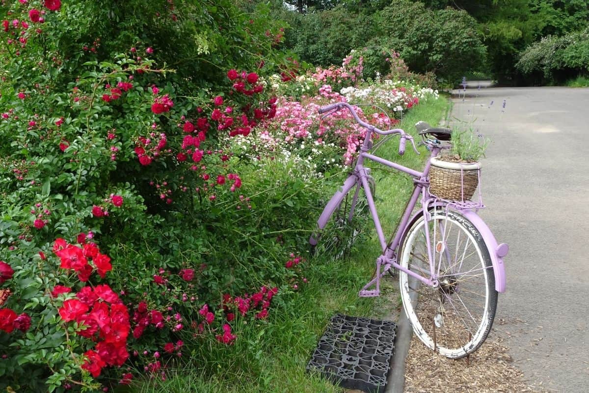 driveway lined with roses