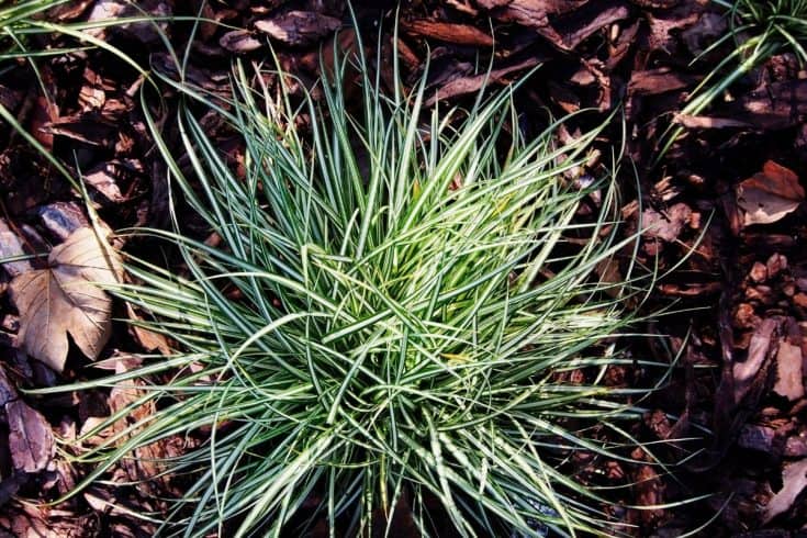 Alabama Native Plants List - 7 Amazing Flowers For Your Garden