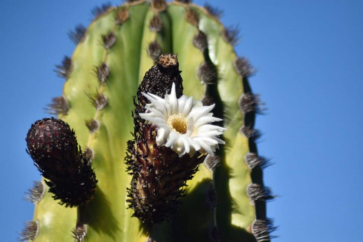 blooming saguaro cactus