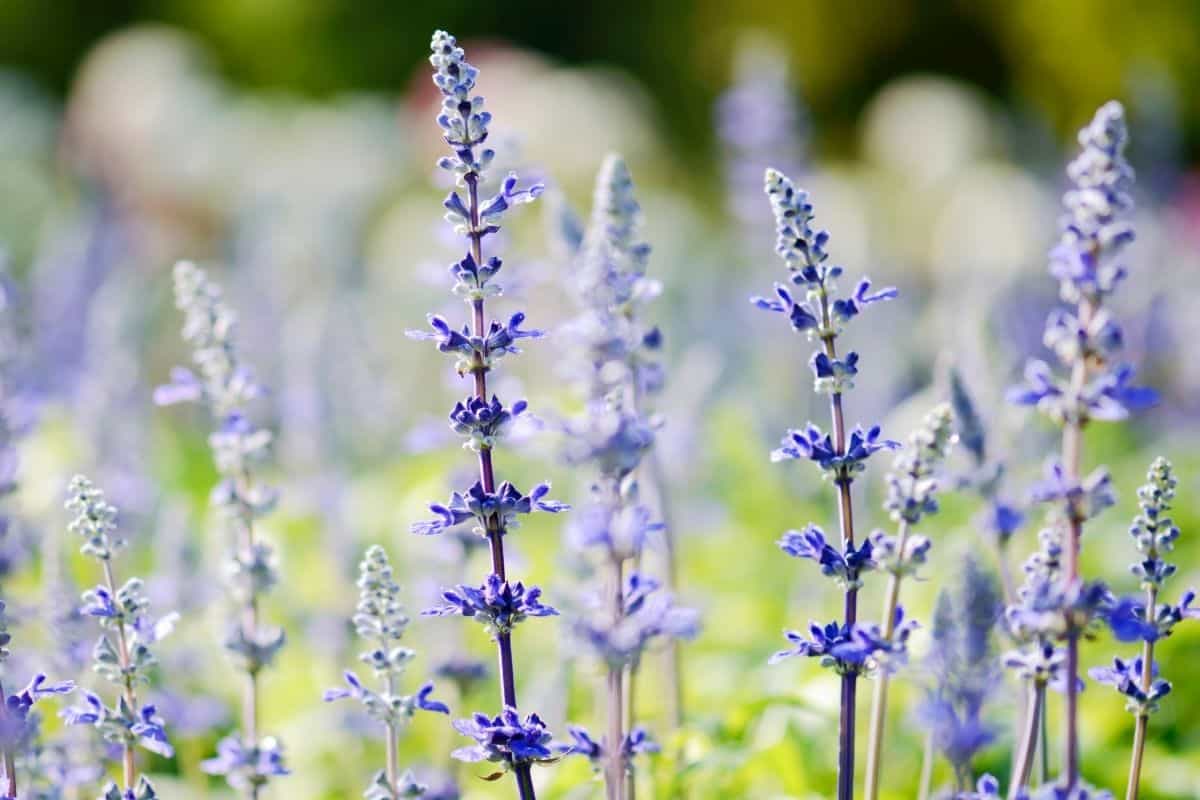 salvia flowers