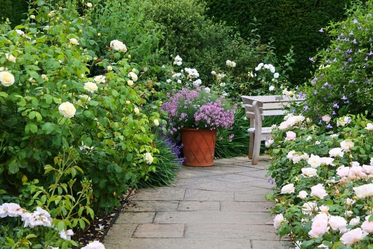 secret corner in a garden with white roses