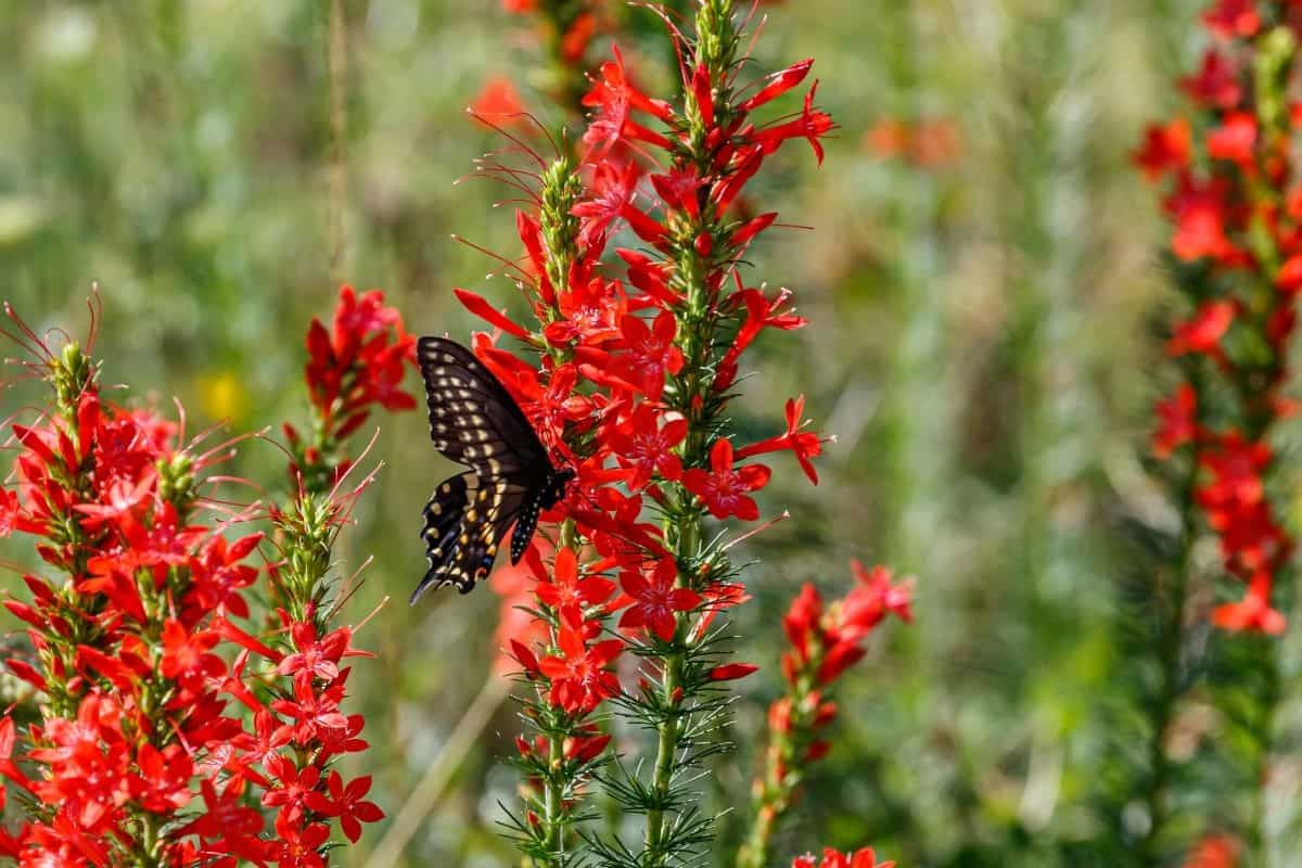 bright red skyrocket flowers