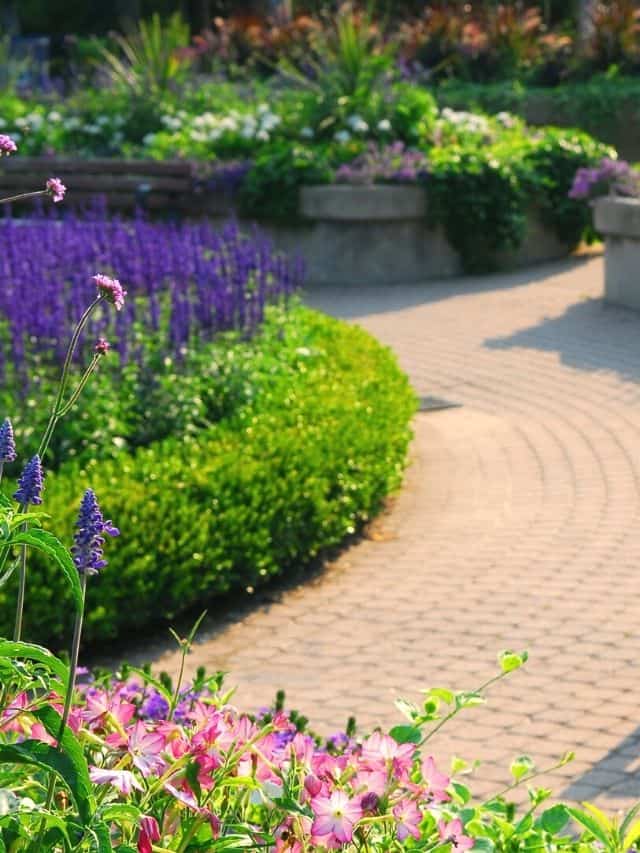 small shrubs planted along a walkway