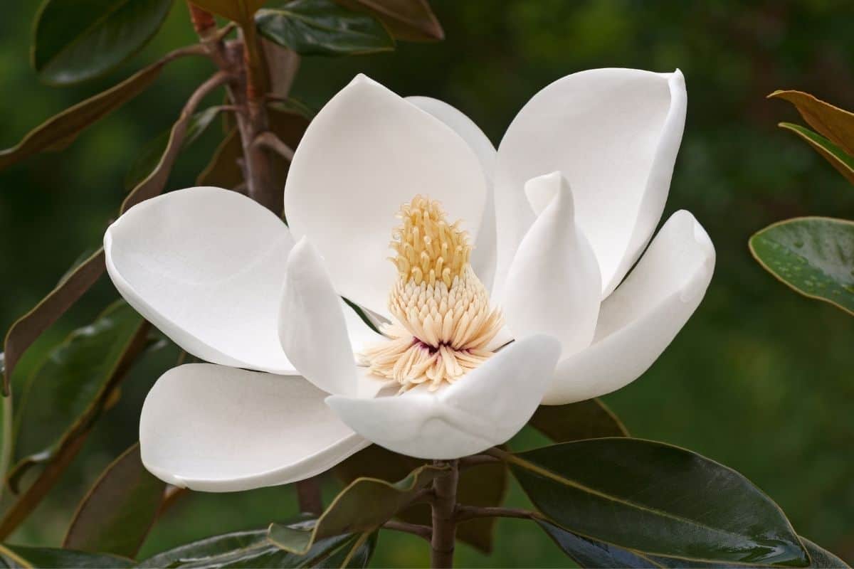 southern magnolia