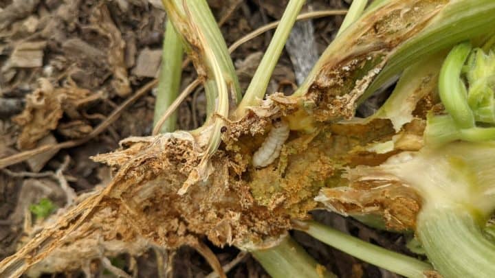Best Squash Vine Borer Treatment – 7 Chemical-Free Options