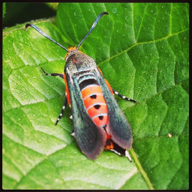 squash vine borer moth