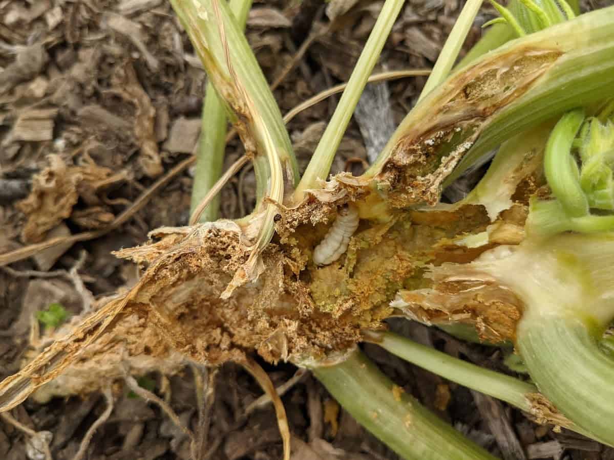 Squash Vine Borer 