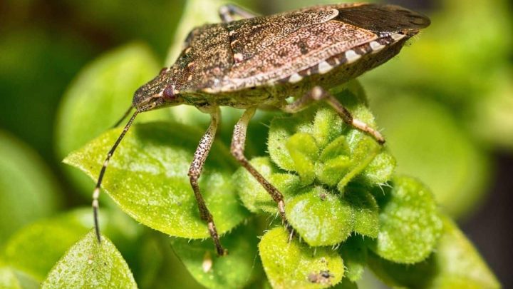 How to Get Rid of Stink Bugs in the Garden