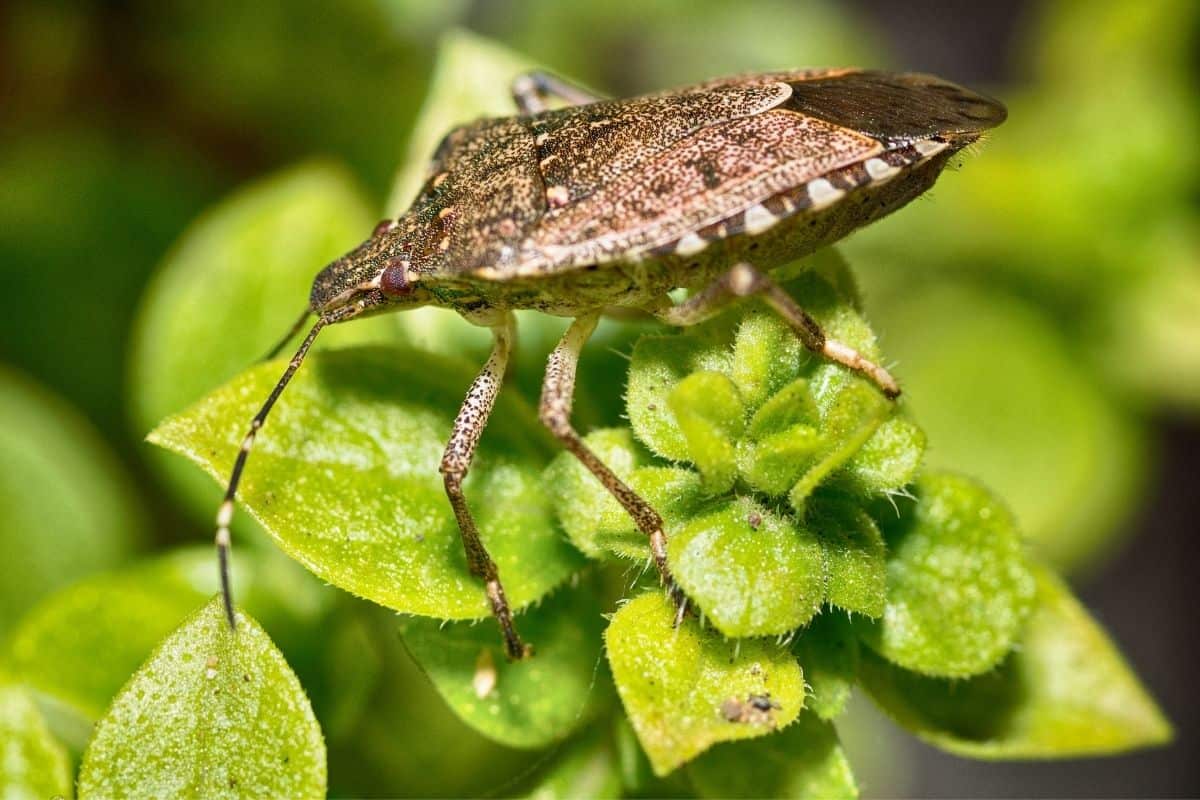 stink bug on a plant