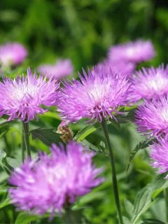 stoke's aster