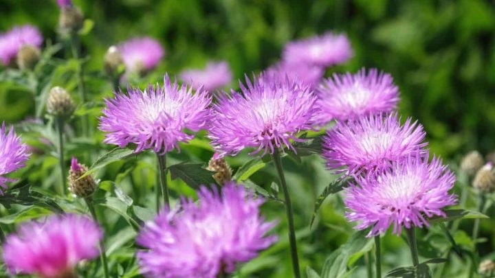 Florida Native Plants List – 10 Flowers That Bloom With Beauty