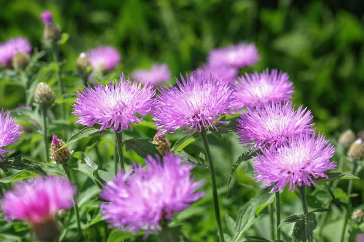 stoke's aster