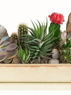 succulents and cacti in a shallow pot