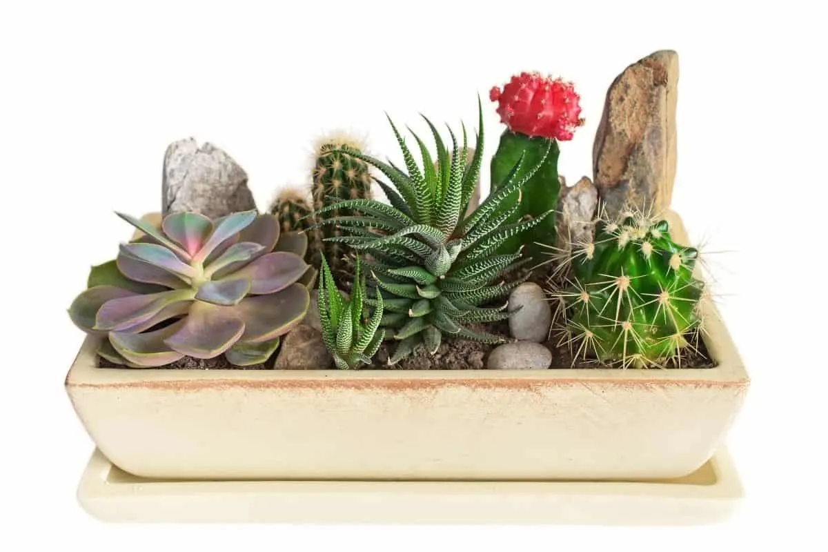 succulents and cacti in a shallow pot