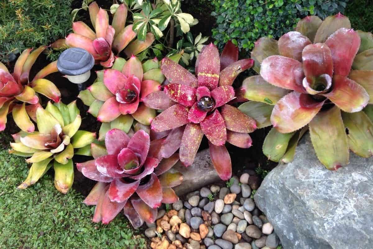 succulents and river rocks