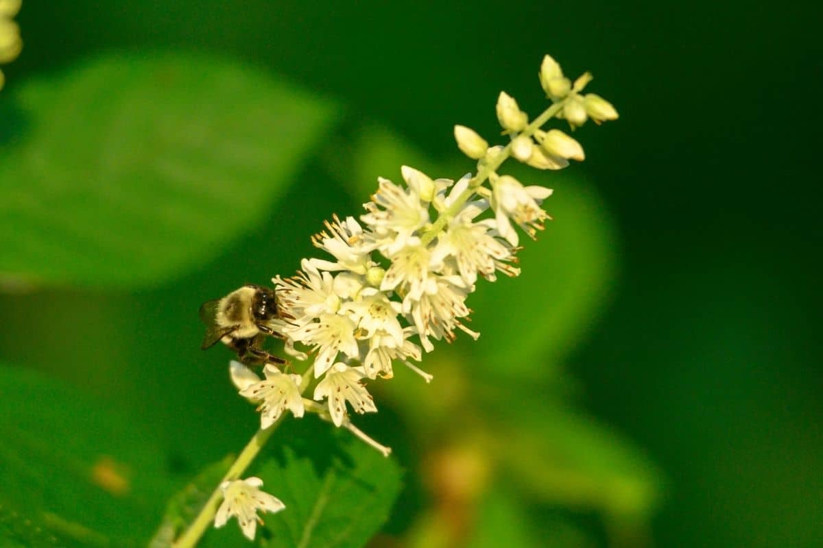 bee on summersweet flowers
