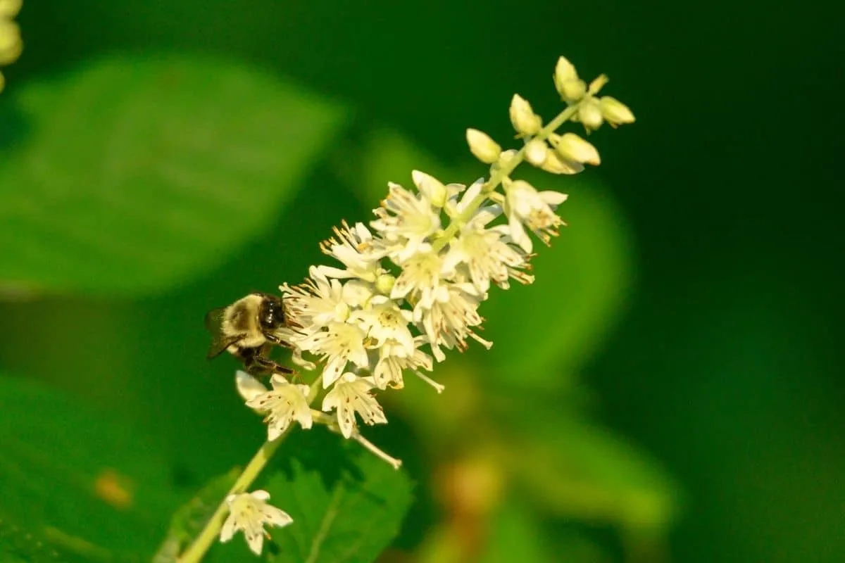 bee on summersweet flowers