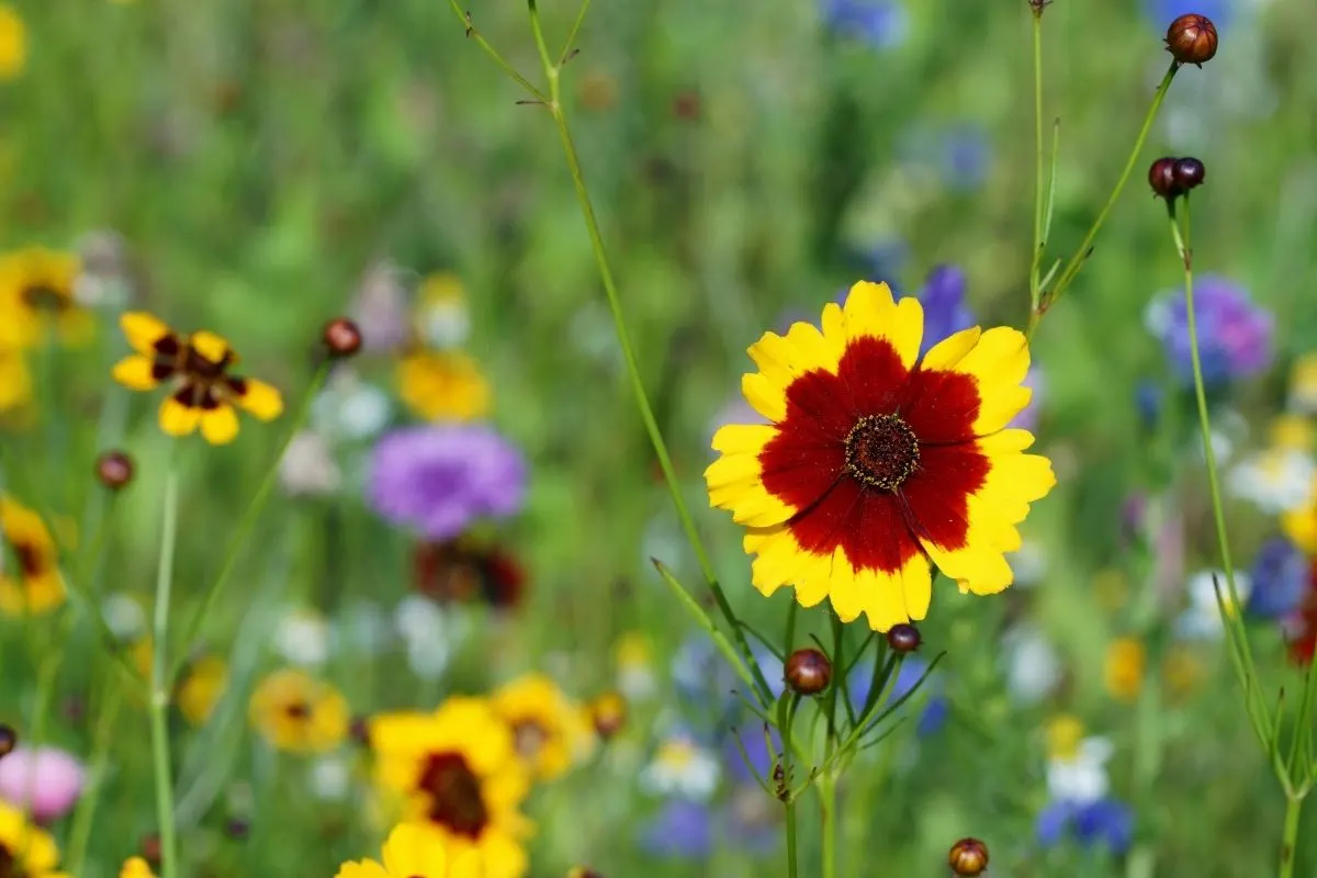 tickseed flowers