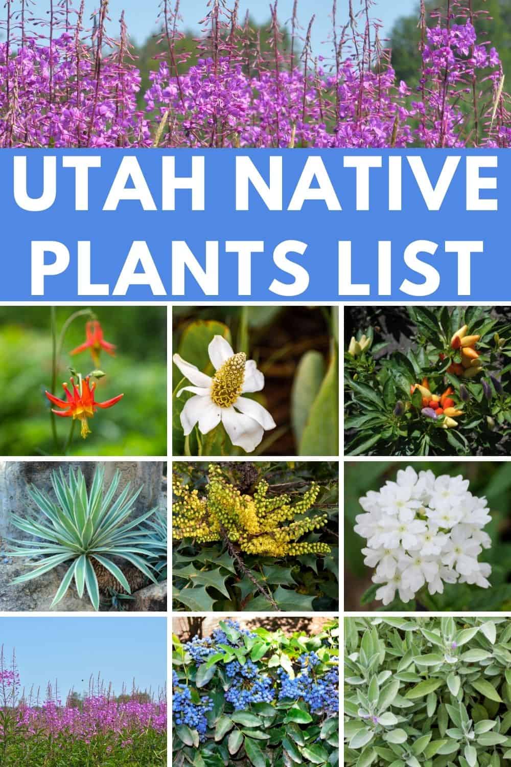 Utah native plants list