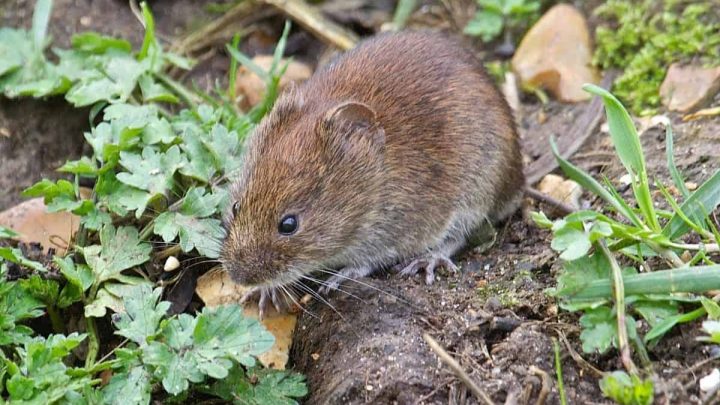 How to Get Rid of Voles in the Garden