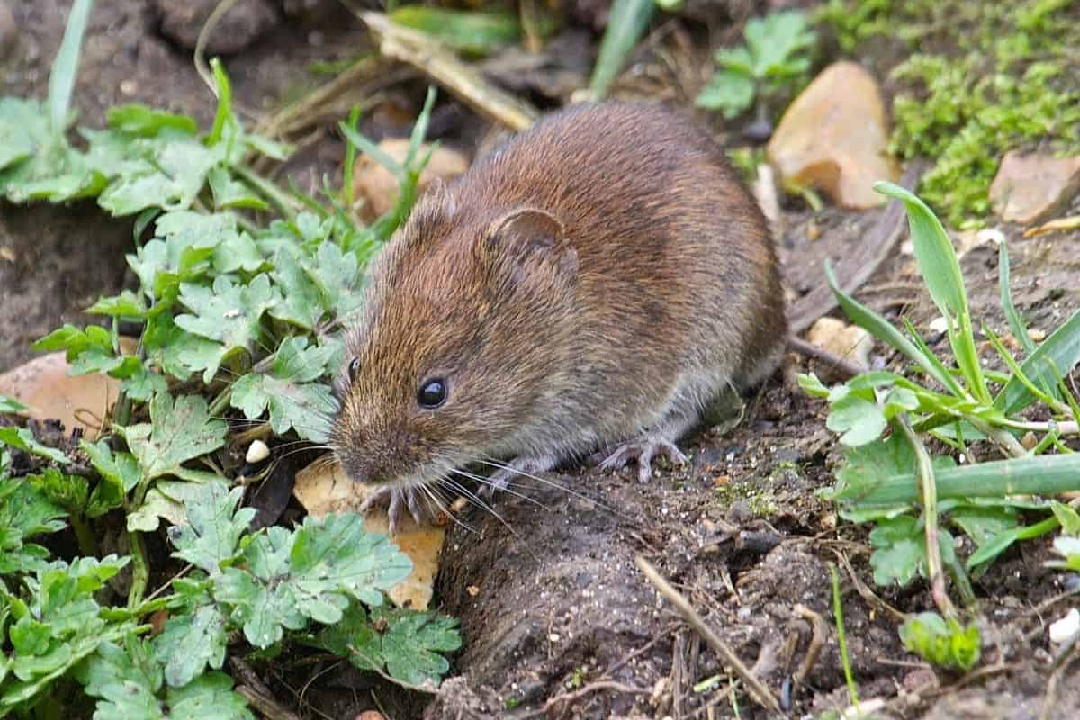 vole in the garden