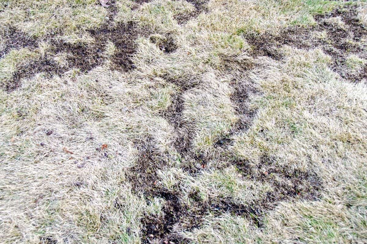 How To Get Rid Of Voles In The Garden