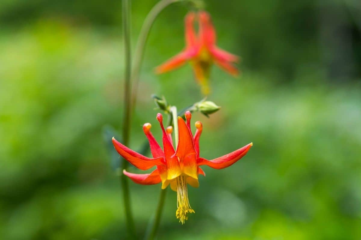 western columbine flower