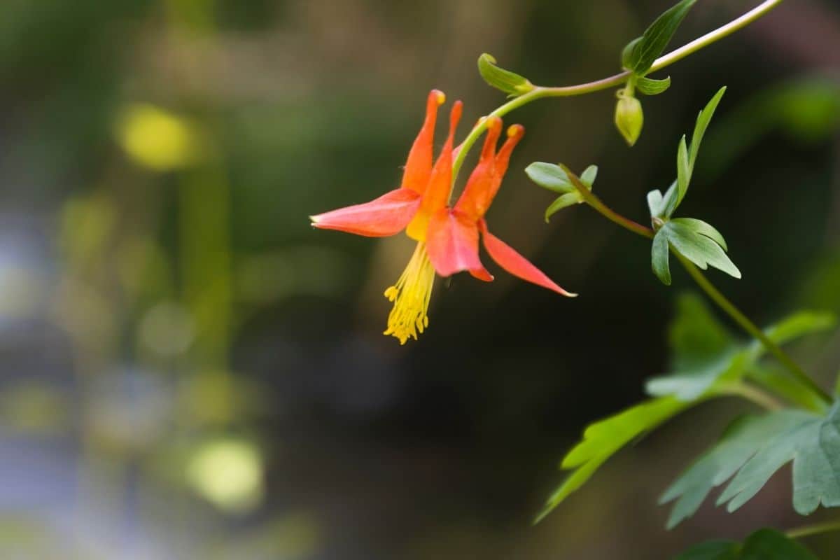 Western columbine