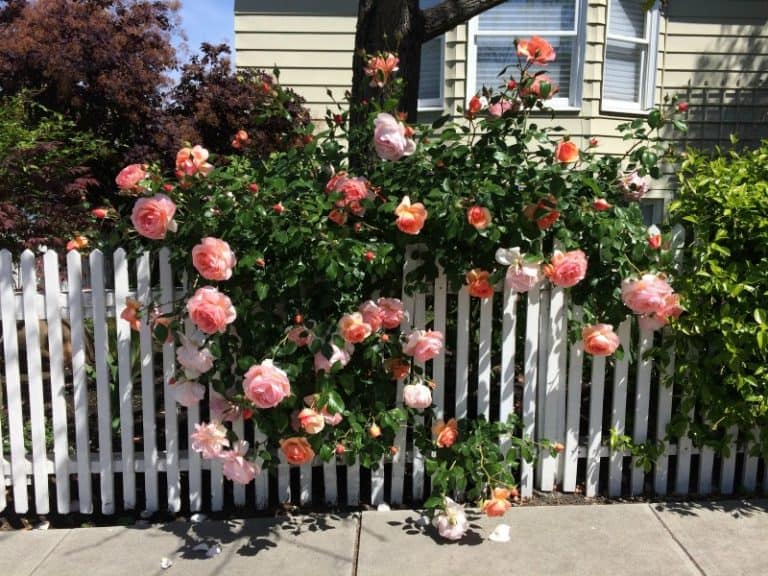 13 Attractive Ideas For Landscaping With Roses