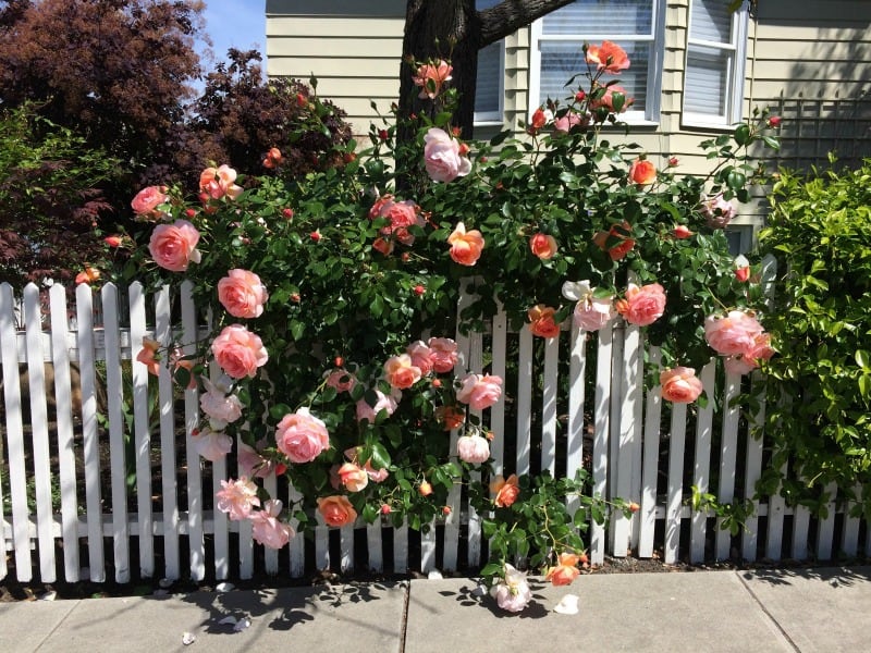 roses peeking from behind a white fence