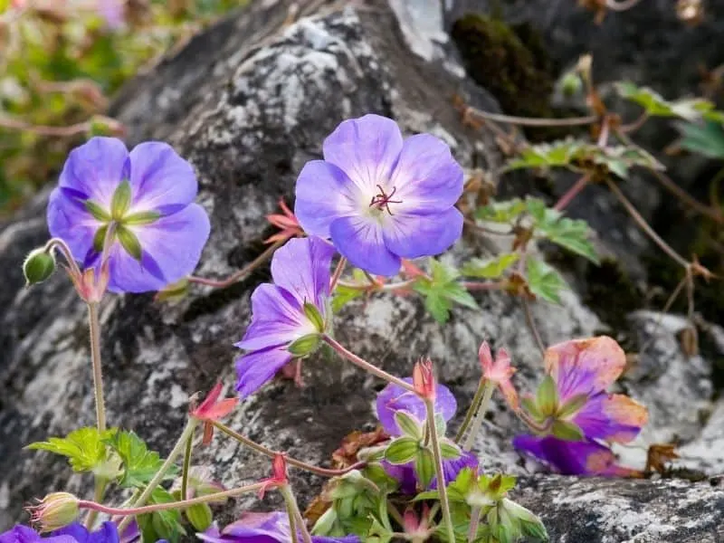 Wild geranium flowers