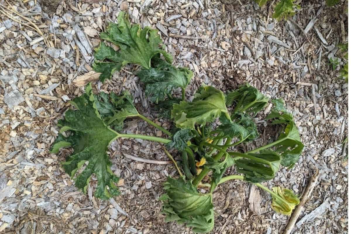 a wilted zucchini plant