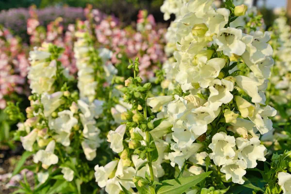 yellow bush penstemon