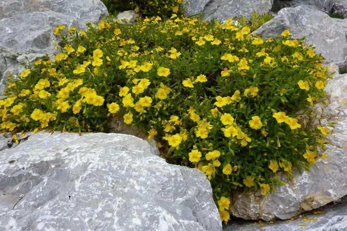 yellow flowers in rock garden