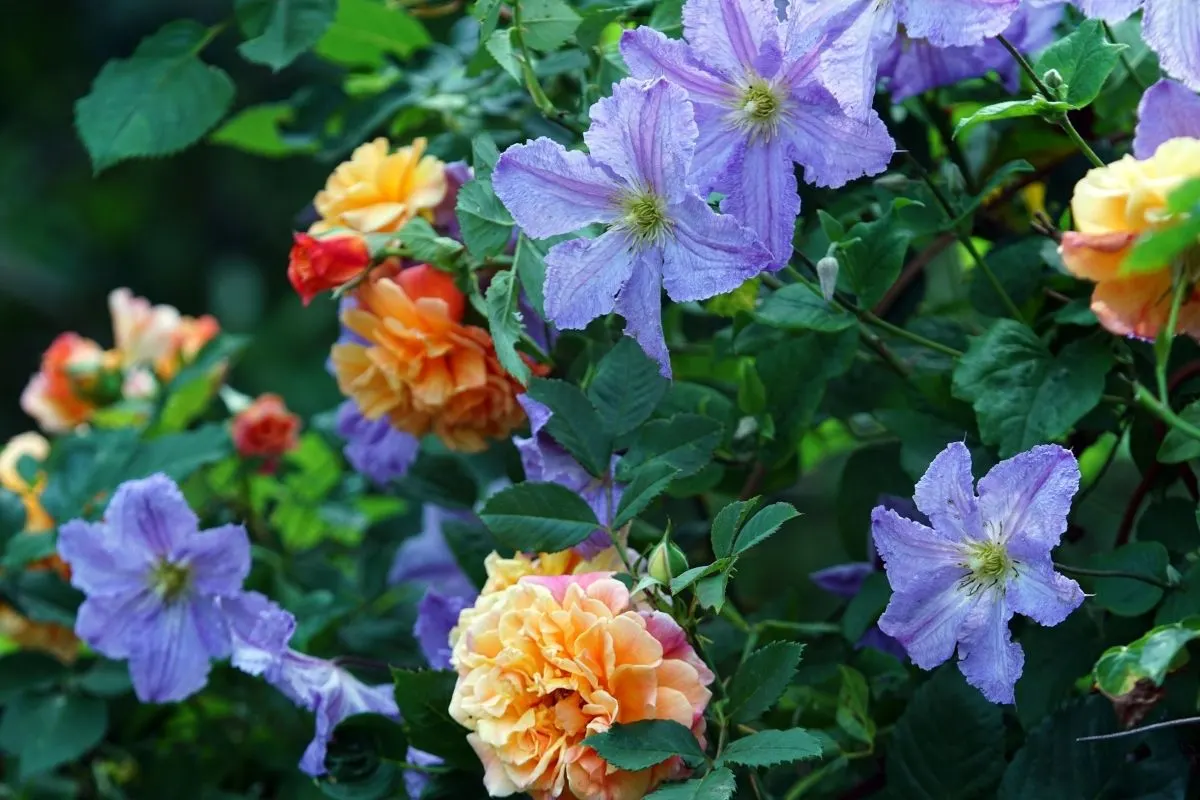 yellow roses mixed in with light blue clematis flowers