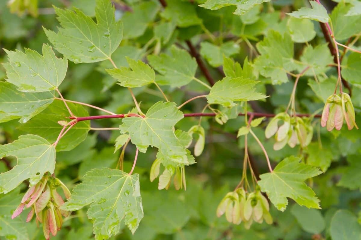 Acer glabrum