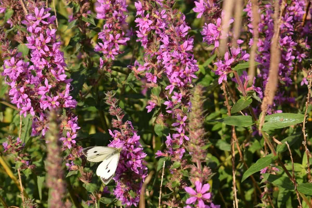 Amorpha fruiticosa