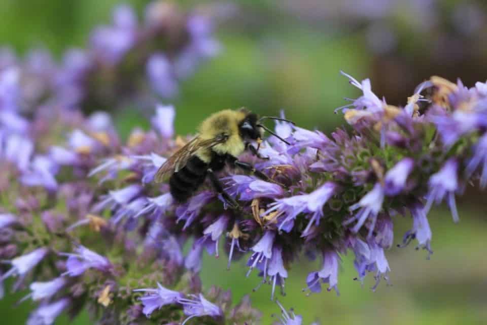 13 Lovely Perennial Flowers That Attract Bees