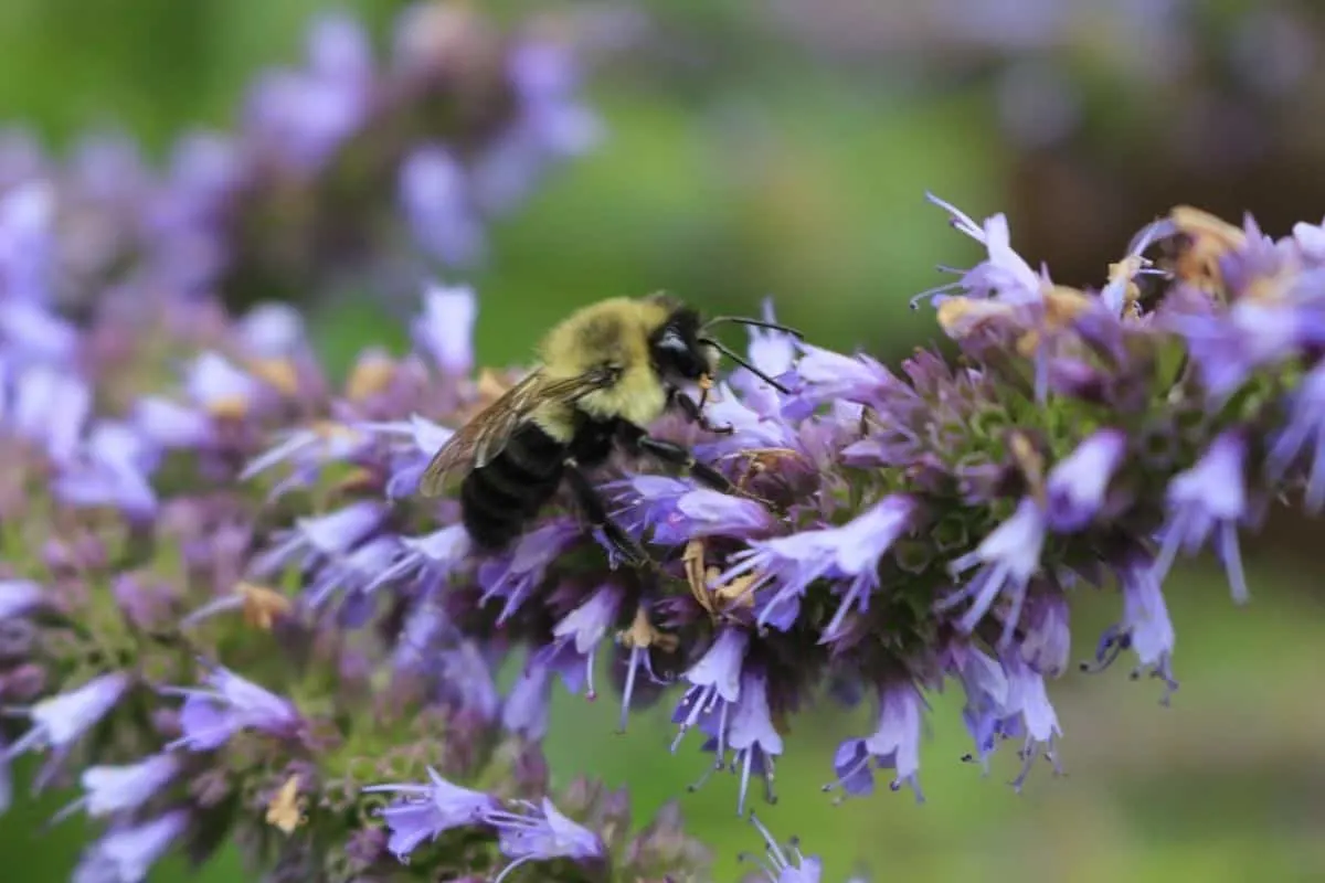 a bee on an anise hyssop flower