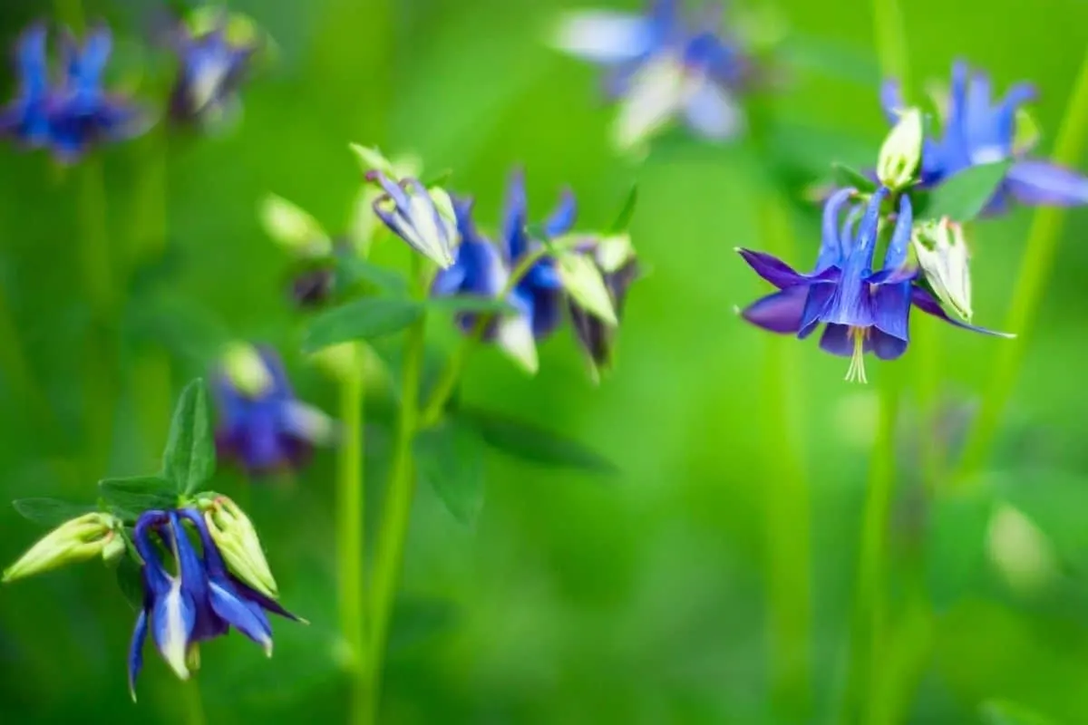 Aquilegia caerulea