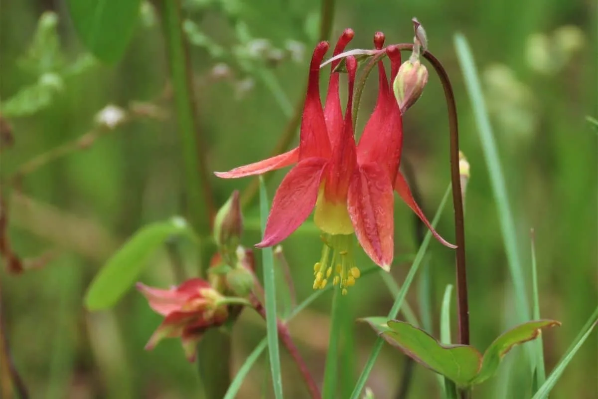 Aquilegia canadensis