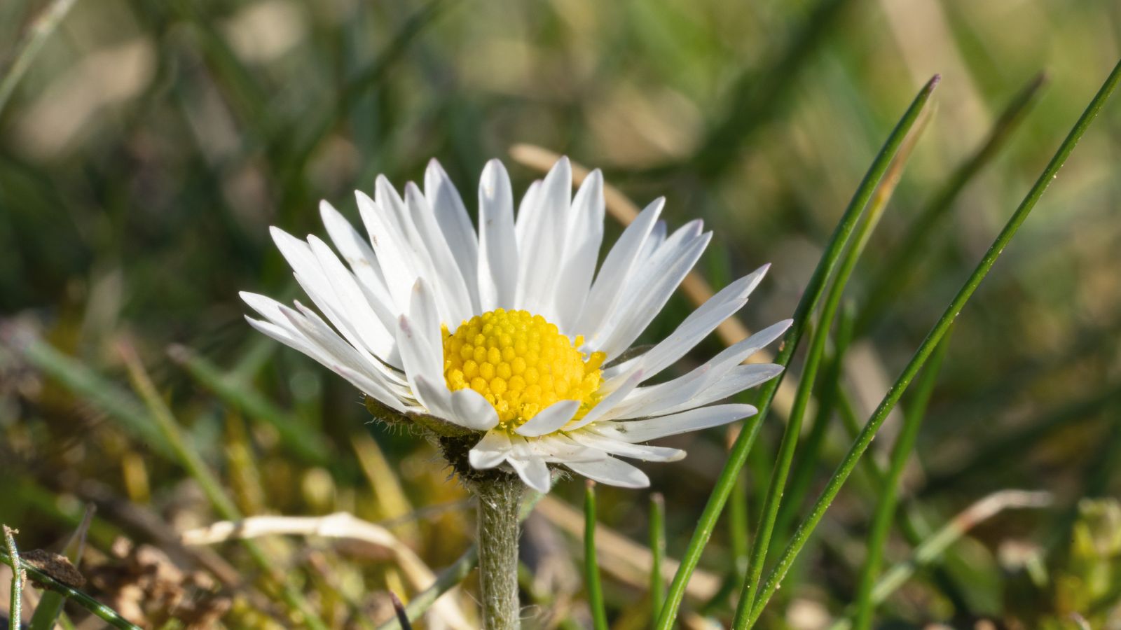 Bellis perennis, white common daisy.
