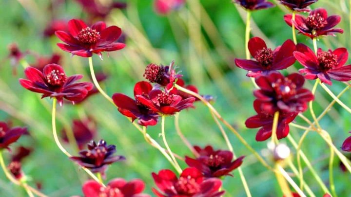 Colorado Native Plants List: 12 Plants for Landscaping and Gardens
