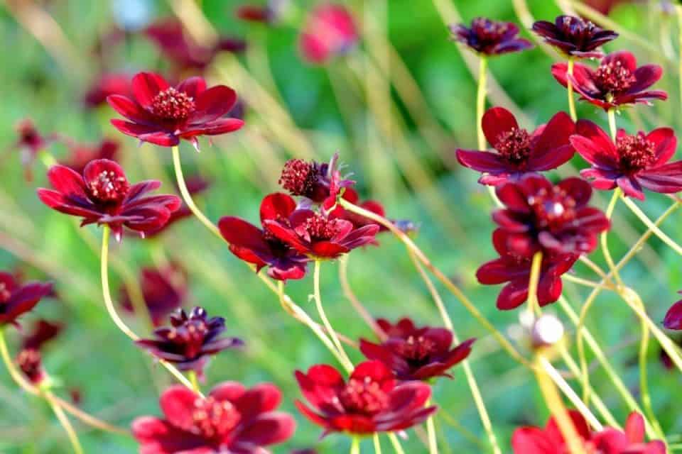 Colorado native plants list 12 plants for landscaping and gardens